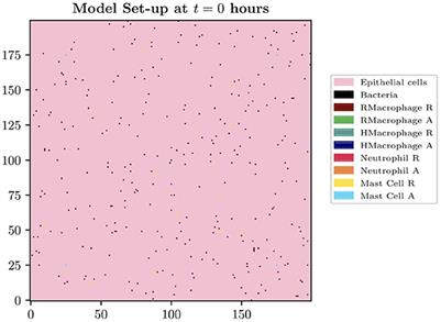 A hybrid individual-based mathematical model to study bladder infections